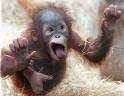 Cheeky Monkey