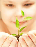 Seedling 2