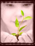 Seedling 