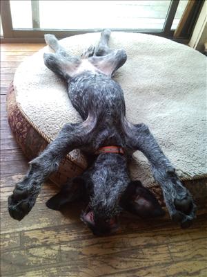Stretch Draht