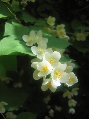 Jasmine Flower