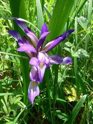 Iris