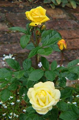 Rose Flower
