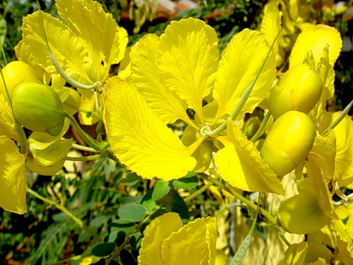 Acacia Flower