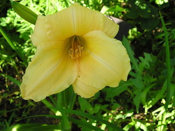 Queen Anne`s Lace Flower