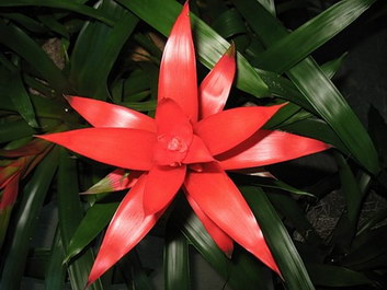 Ginger Flower