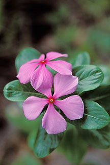 Periwinkle Flower