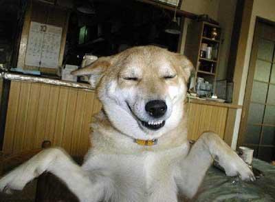 Sorriso Canino