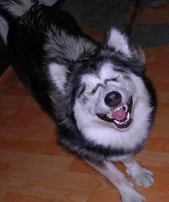 dog