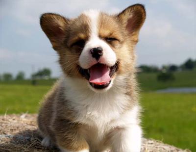 Bau Smile