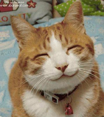 Gatto 2