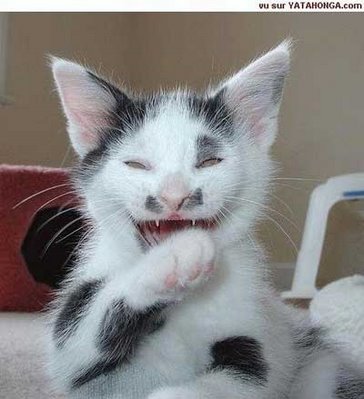 Gatto