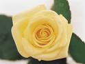A single yellow rose