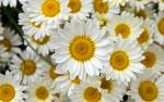 Daisies