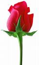 A single red rose