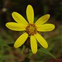 Yellow Achenes