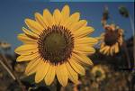 You are My sunshine!