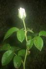 A single white rose