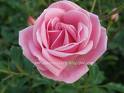 A single pink rose