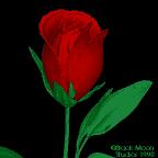 rose for you