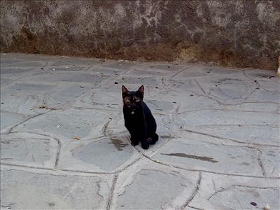 cat