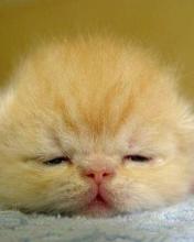 baby cat