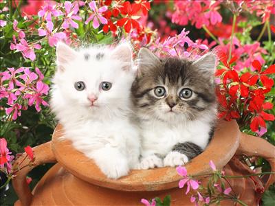 little cats