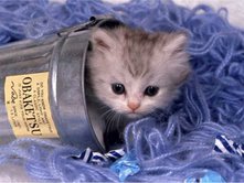 tatlı kedi