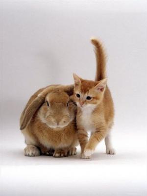 kedi ve tavşan