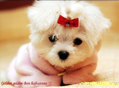 köpekcik