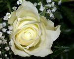 white rose