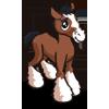Clydesdale colt