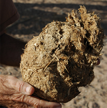 Elephant Crap