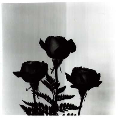 ROSA NEGRA