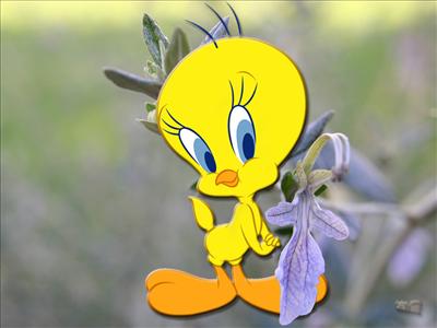 Tweety