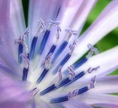 flower 14