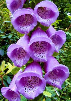 flowers 6
