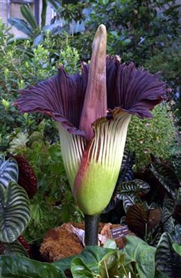 flower 13