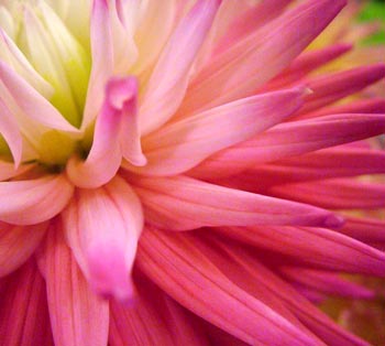 flower 11