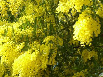 Mimoza