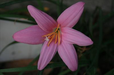 Pembe zambak