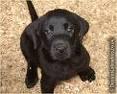 Black Lab