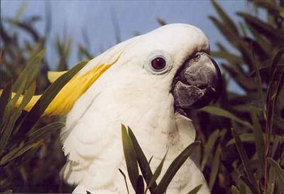 cacatoes