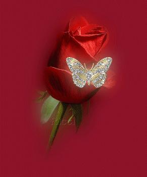 Rose_butterfly