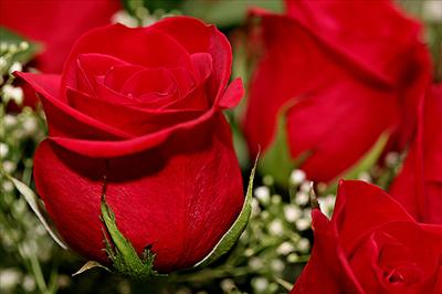 Red rose_02