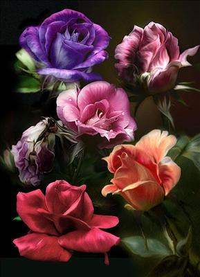 various color rose