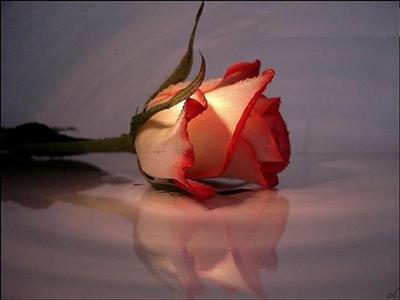 Rose_pink