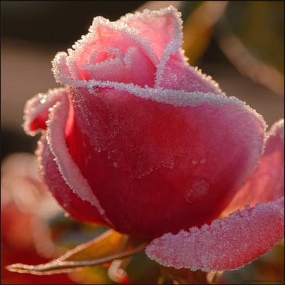 Rose_pink