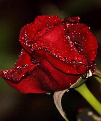 Red Rose_01