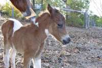 anther horse